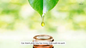 Thành phần hóa học của chiết xuất trà xanh