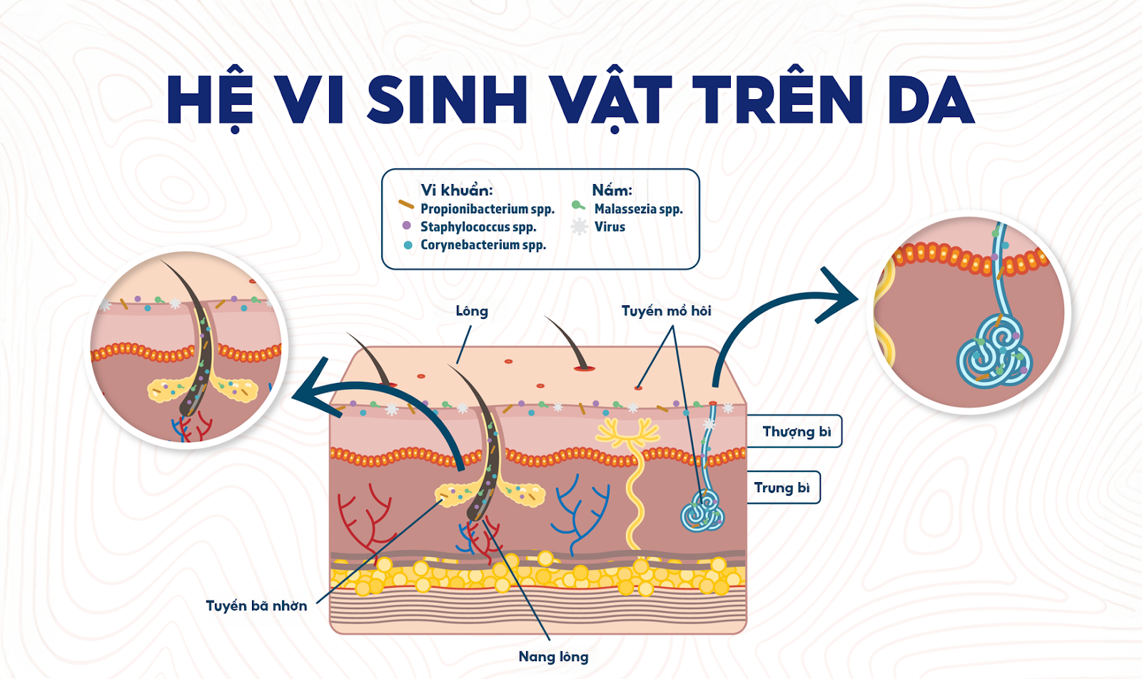Giải pháp chăm sóc da khô