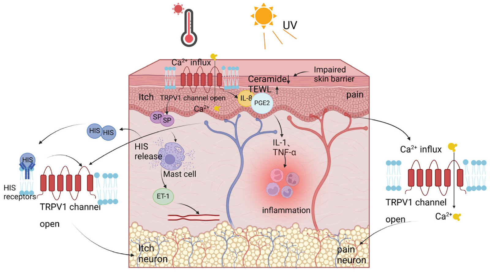 Cơ chế sinh học của da nhạy cảm